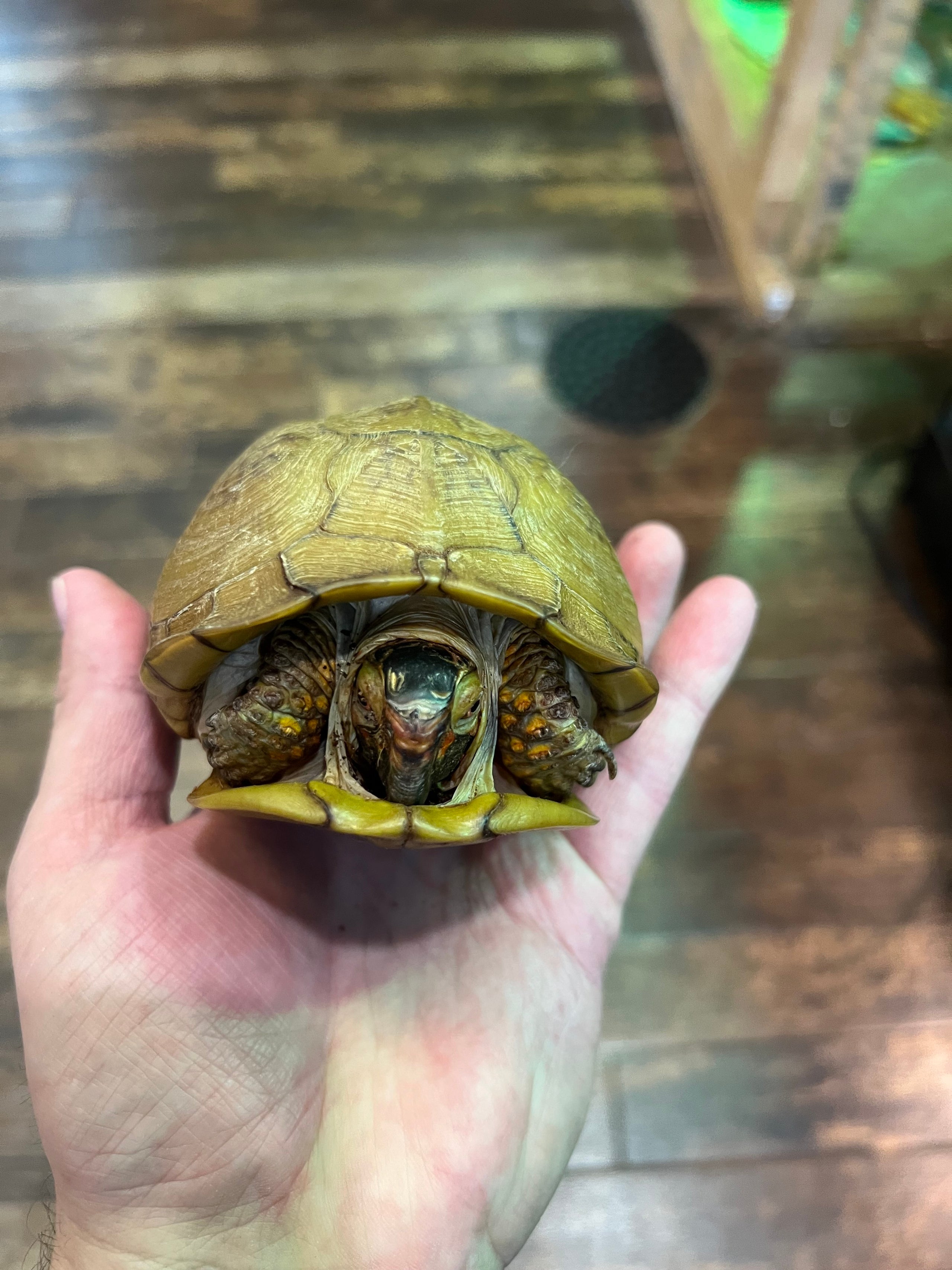 3 Toe Box Turtle | RROW